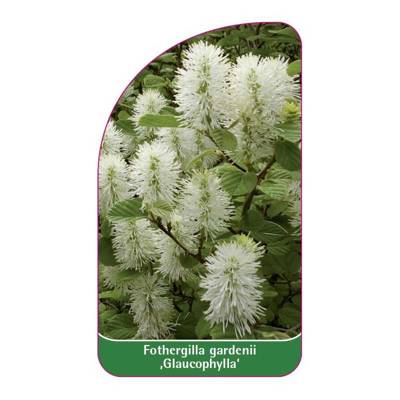 fothergilla-gardenii-glaucophylla-1