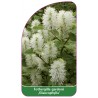 fothergilla-gardenii-glaucophylla-1