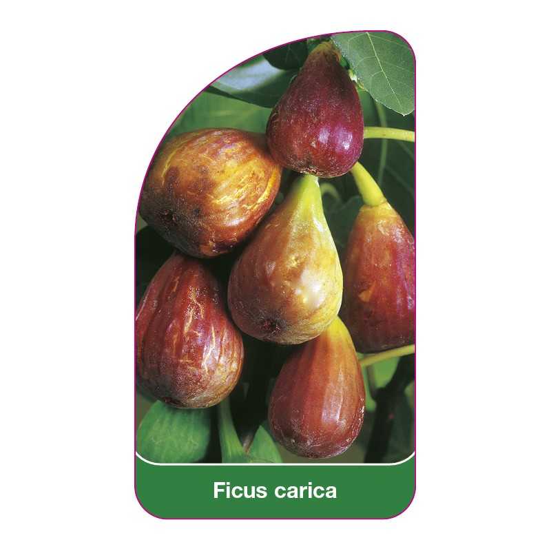 ficus-carica1