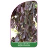 fagus-sylvatica-purple-fountain-a1