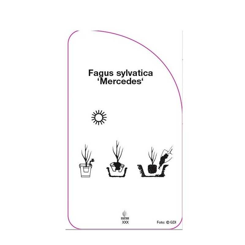 fagus-sylvatica-mercedes-0