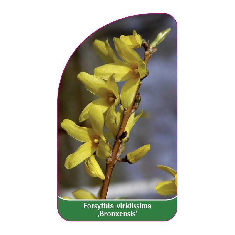 forsythia-viridissima-bronxensis-1