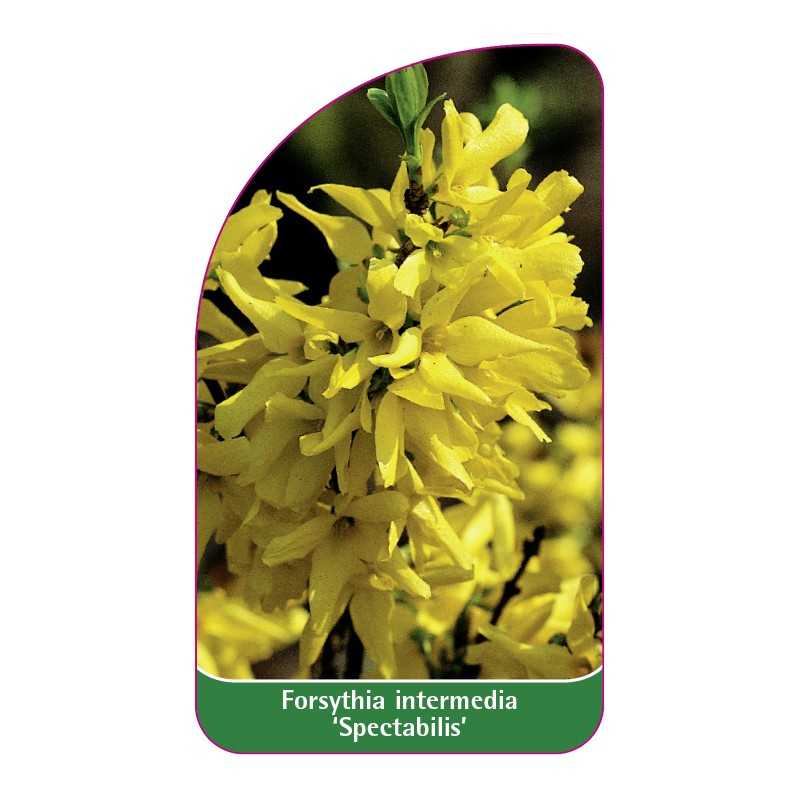forsythia-intermedia-spectabilis-1