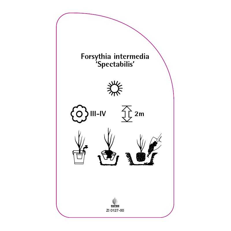 forsythia-intermedia-spectabilis-0