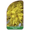 forsythia-intermedia-minigold-1