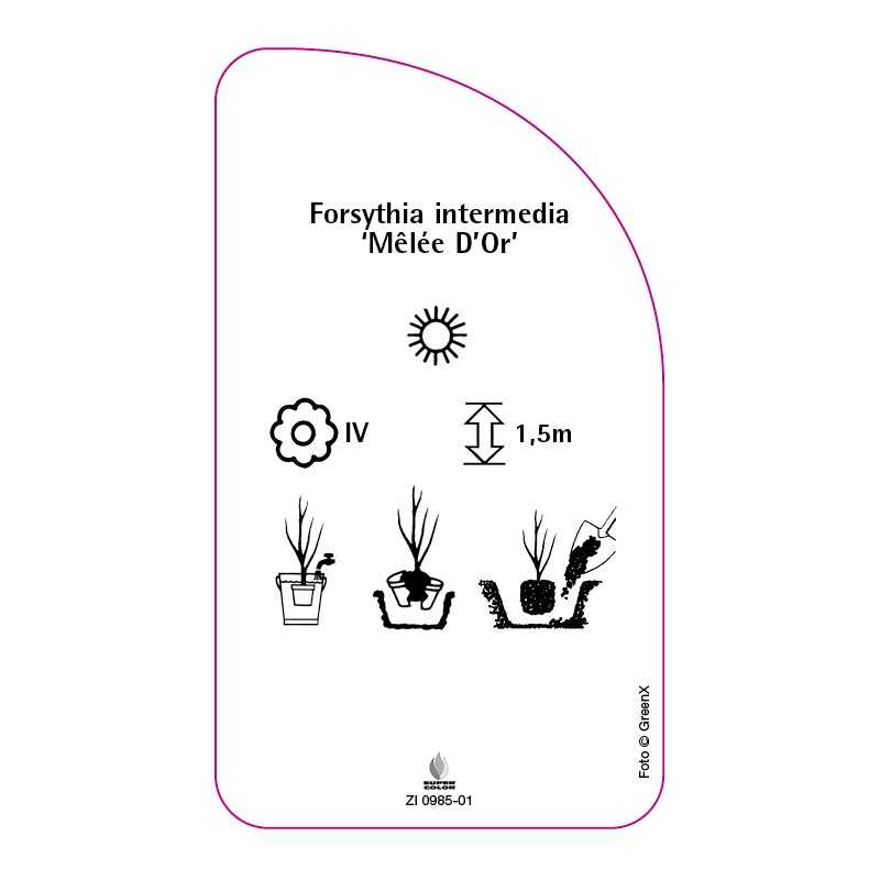 forsythia-intermedia-melee-d-or-0