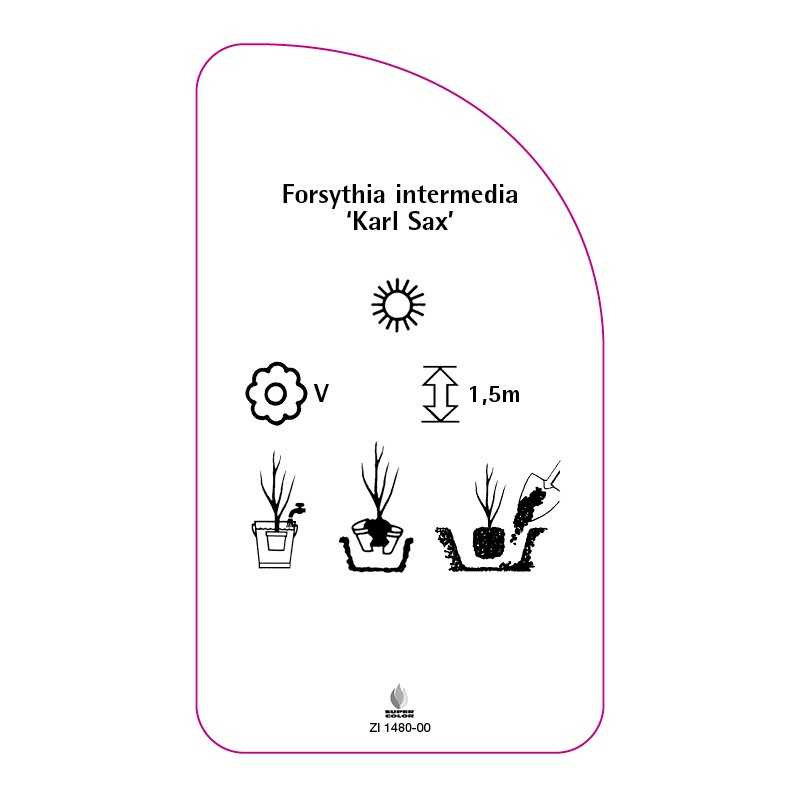 forsythia-intermedia-karl-sax-0
