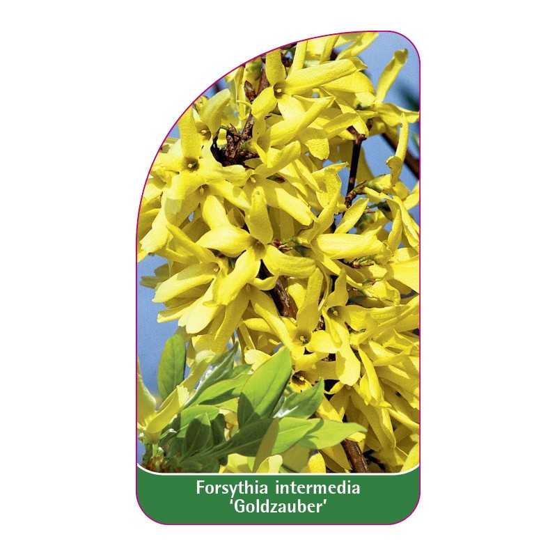 forsythia-intermedia-goldzauber-1