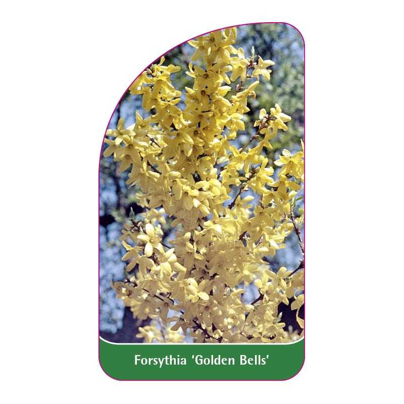 forsythia-golden-bells-1