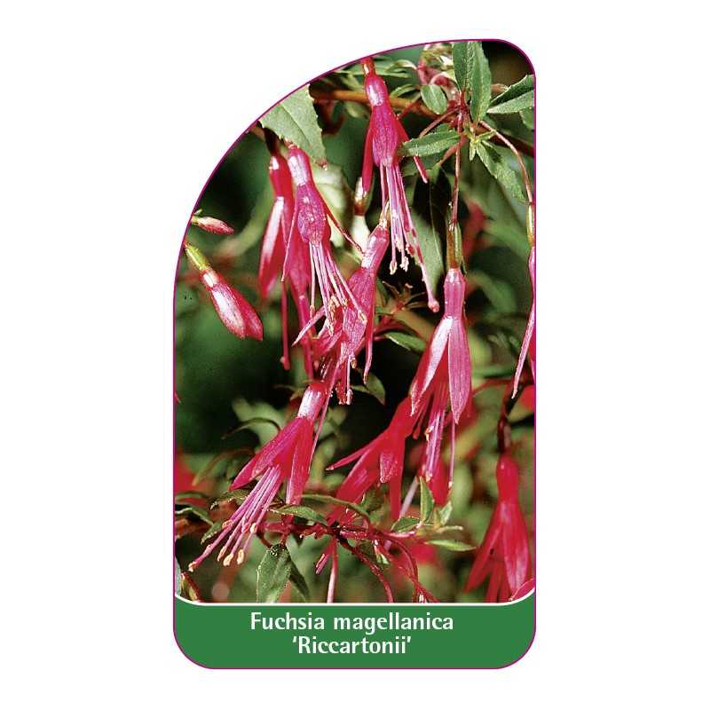 fuchsia-magellanica-riccartonii-1