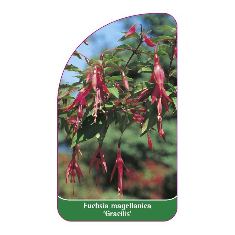 fuchsia-magellanica-gracilis-1