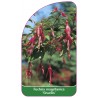 fuchsia-magellanica-gracilis-1