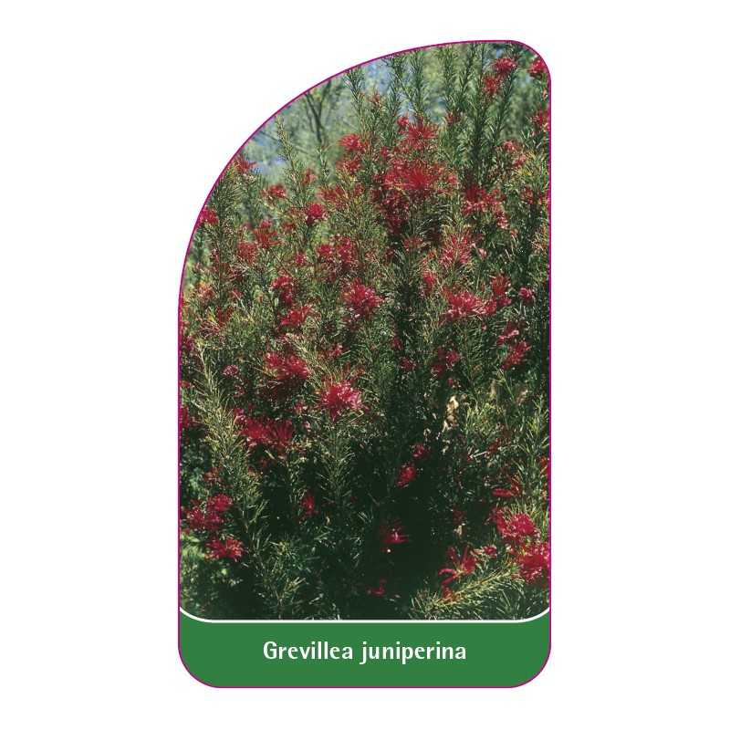 grevillea-juniperina1