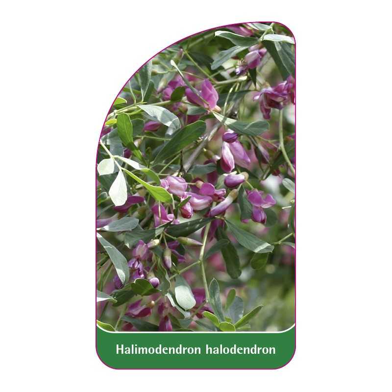 halimodendron-halodendron1