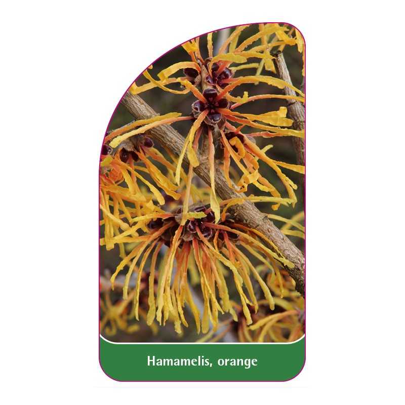 hamamelis-orange1