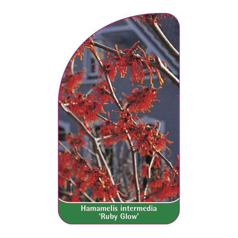 hamamelis-intermedia-ruby-glow-1