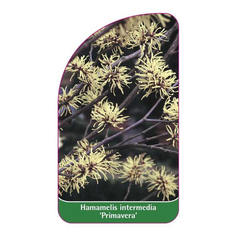 hamamelis-intermedia-primavera-1