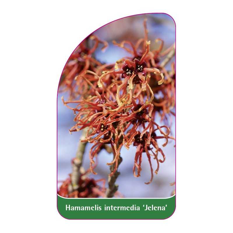 hamamelis-intermedia-jelena-1