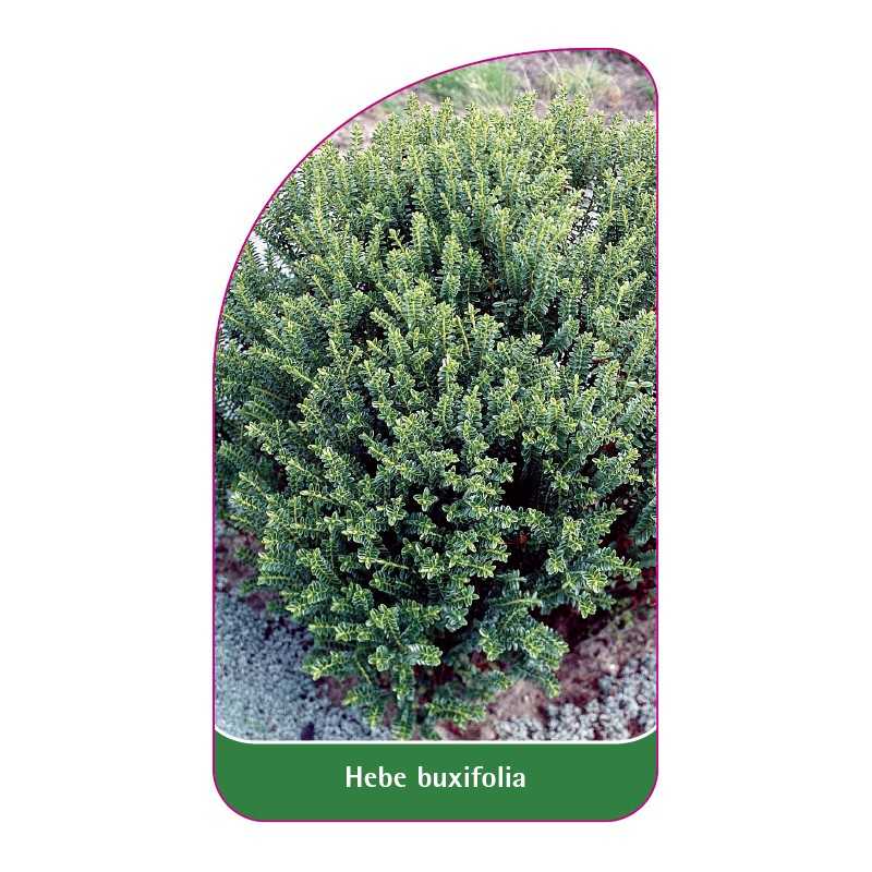 hebe-buxifolia1