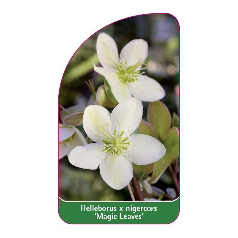 helleborus-x-nigercors-magic-leaves-1