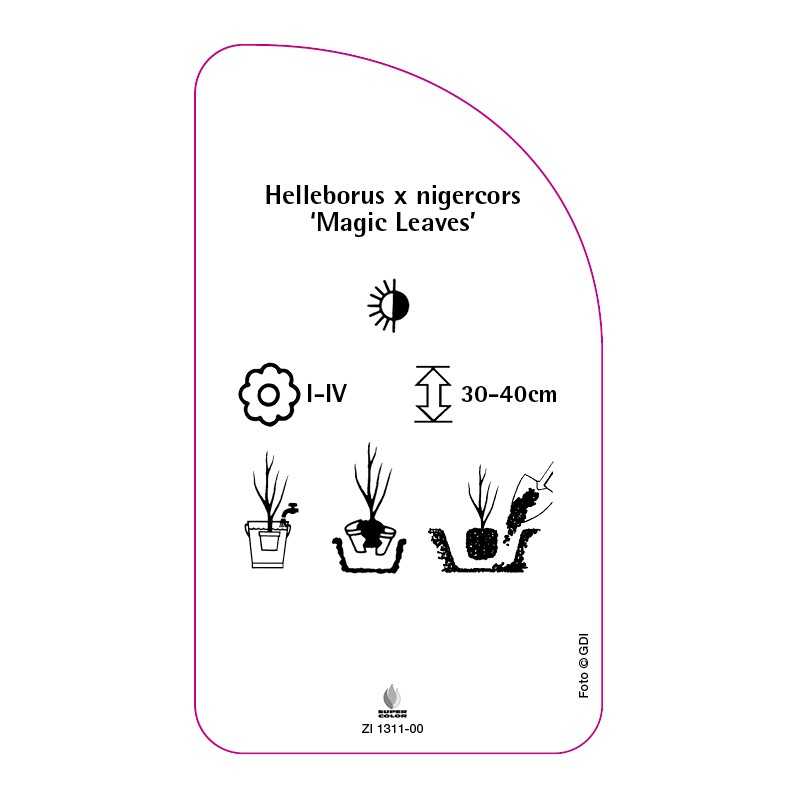helleborus-x-nigercors-magic-leaves-0