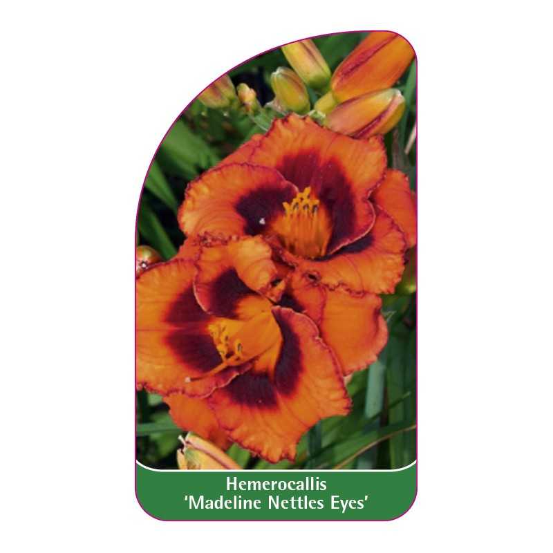 hemerocallis-madeline-nettles-eyes-1