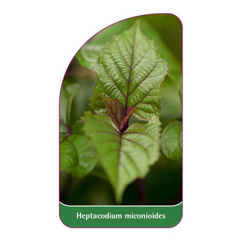 heptacodium-miconioides1