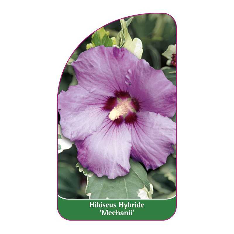 hibiscus-hybride-meehanii-1