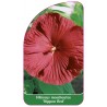 hibiscus-moscheutos-nippon-red-1