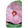 hibiscus-moscheutos-rose-clair-1