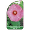 hibiscus-moscheutos-rose-vif-1