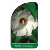 hibiscus-moscheutos-bialy-bylinowy1