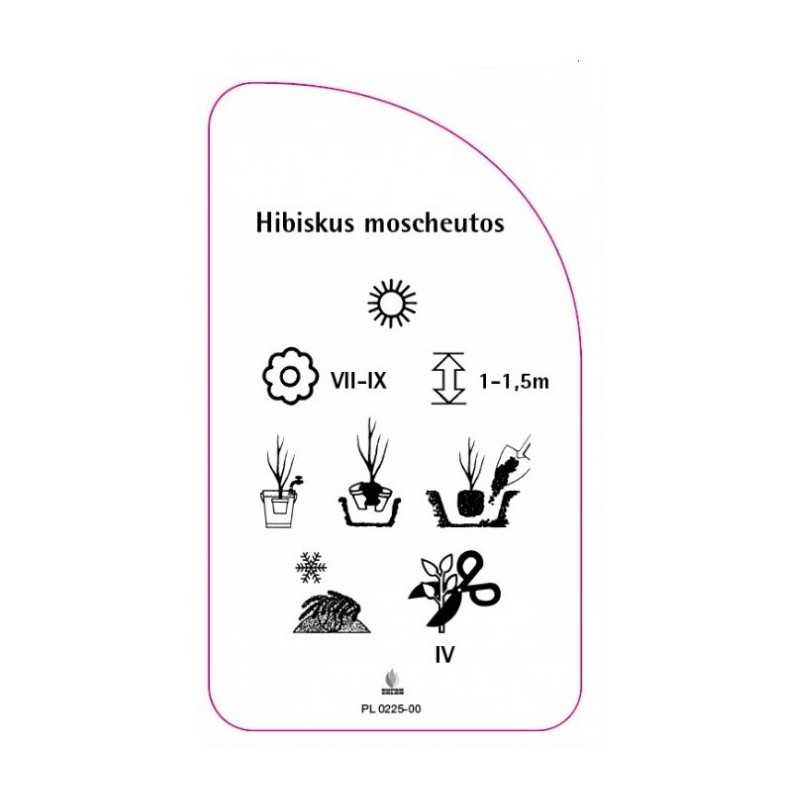 hibiscus-moscheutos-bialy-bylinowy0