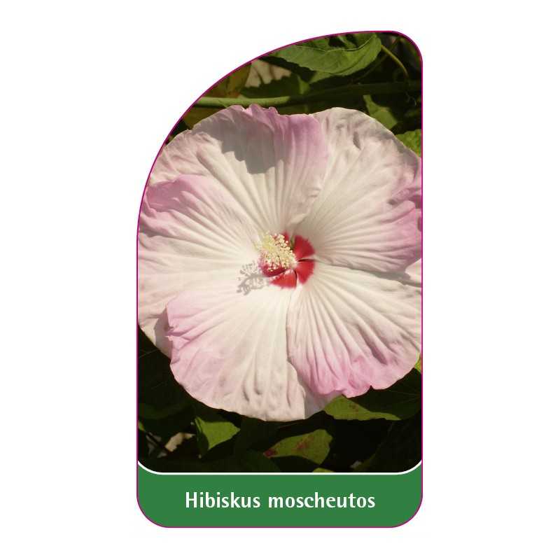 hibiscus-moscheutos-rozowo-bialy-bylinowy1