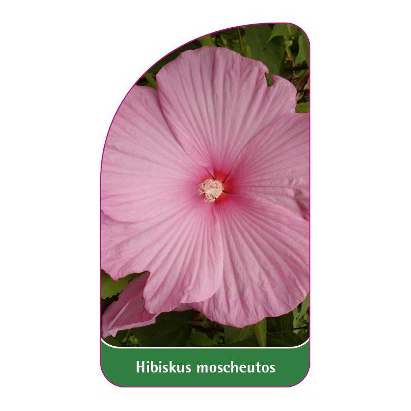 hibiscus-moscheutos-rozowy-bylinowy1