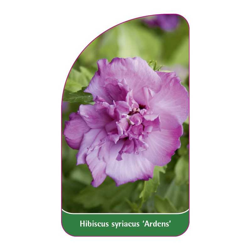 hibiscus-syriacus-ardens-1