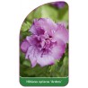 hibiscus-syriacus-ardens-1