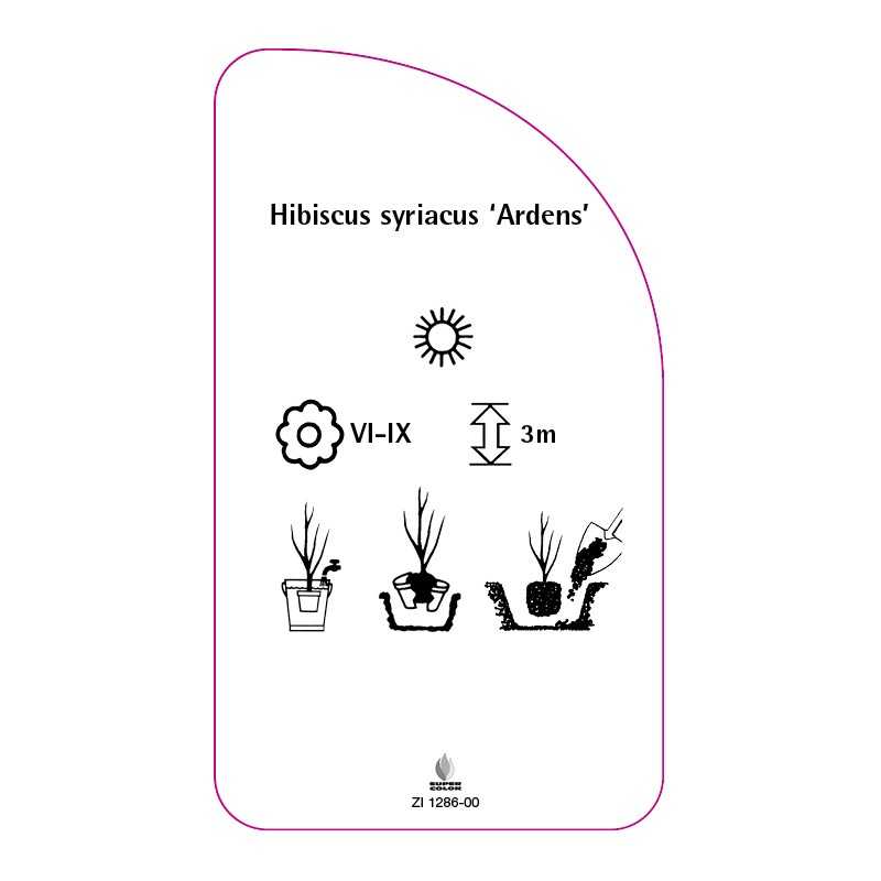 hibiscus-syriacus-ardens-0