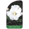 hibiscus-syriacus-aurea-1