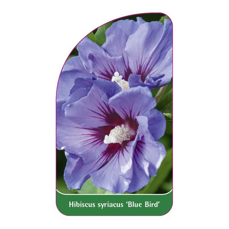 hibiscus-syriacus-blue-bird-b1
