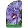 hibiscus-syriacus-blue-bird-b1