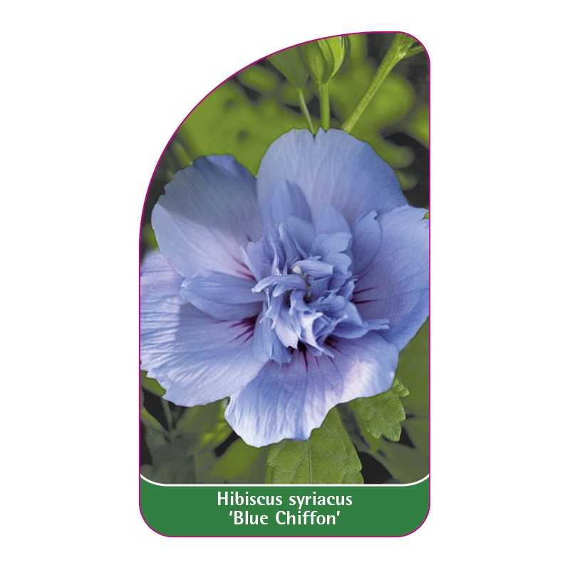 hibiscus-syriacus-blue-chiffon-1