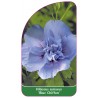 hibiscus-syriacus-blue-chiffon-1