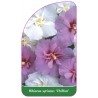 hibiscus-syriacus-chiffon-1