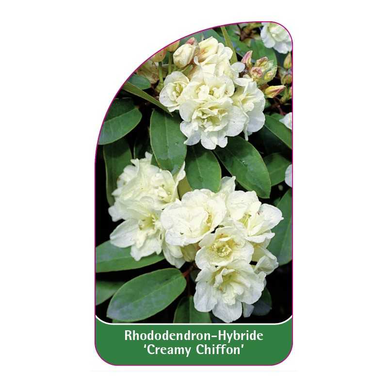 rhododendron-creamy-chiffon-1