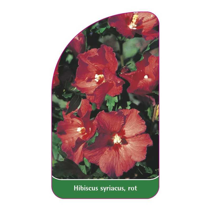 hibiscus-syriacus-rot1