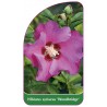 hibiscus-syriacus-woodbridge-a1