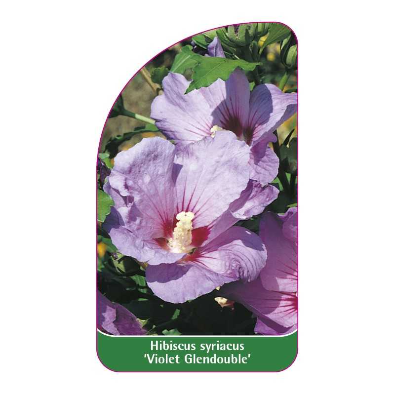 hibiscus-syriacus-violet-glendouble-1