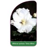 hibiscus-syriacus-totus-albus-1