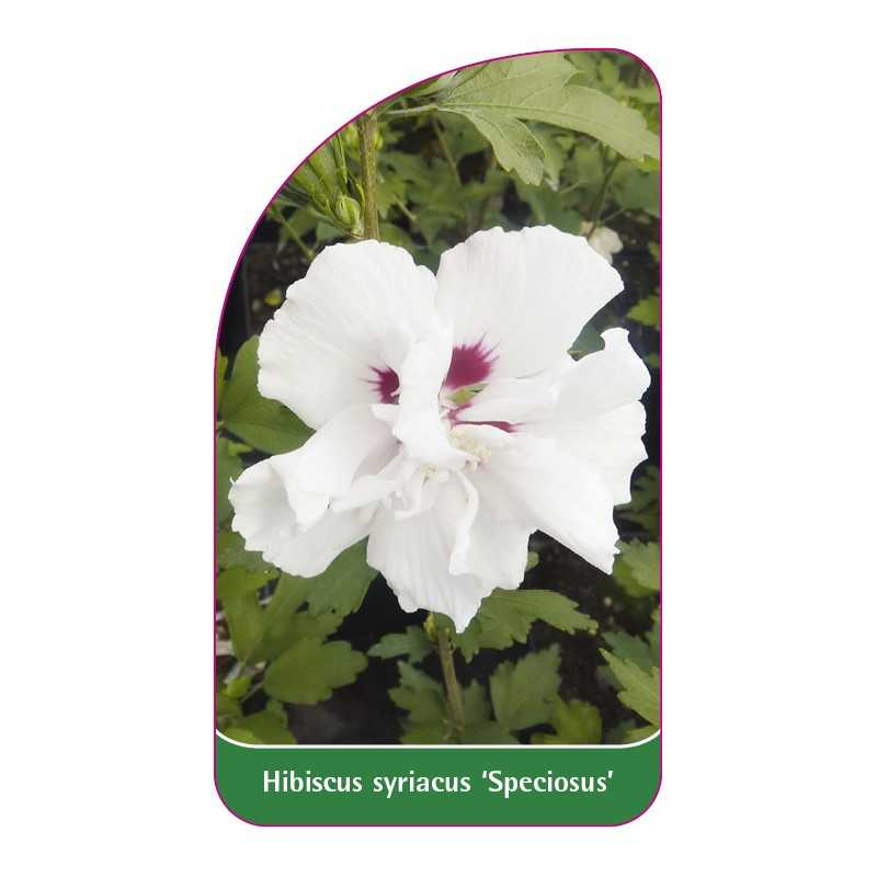 hibiscus-syriacus-speciosus-1